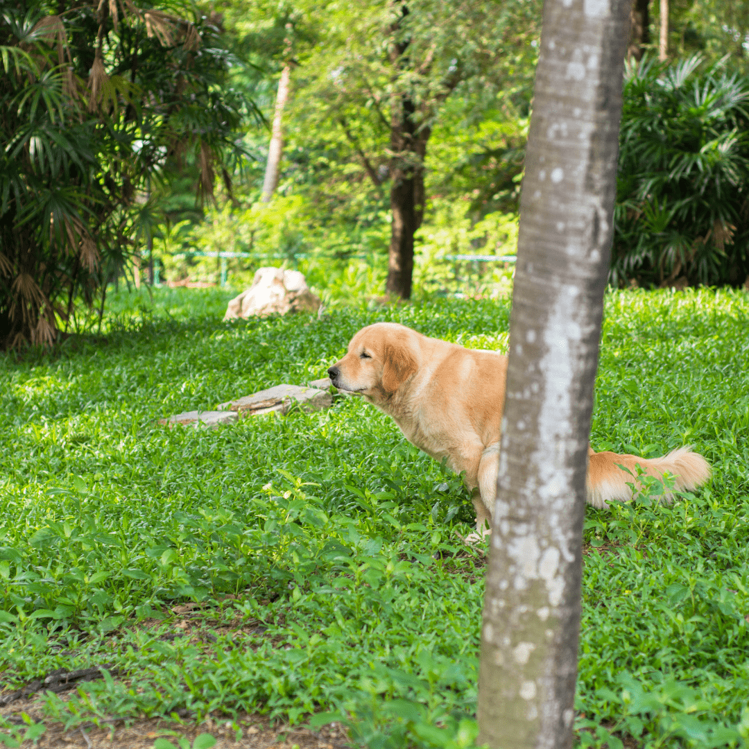 Durchfall beim Hund - 8 Antworten zu Ursachen und Hilfe!