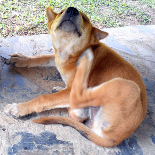 Juckreiz-Alarm! Was Du tun kannst, wenn Dein Hund sich häufig kratzt