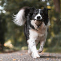 Starke Gelenke, glücklicher Hund: Optimal den Bewegungsapparat unterstützen