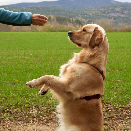 Hundetraining: Tipps, wie du deinen Hund unterstützen kannst