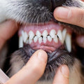 Hunde Zahnstein – Die wichtigsten 23 Antworten