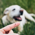 10 Antworten und Tipps um Zecken beim Hund zu vermeiden