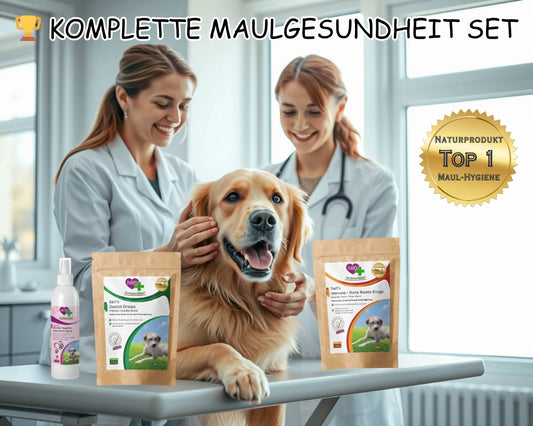 Tierärztin untersucht entspannt Golden Retriever in moderner Praxis, Maulgesundheit-Set bereitstehend - professionelle Zahnpflege mit natürlichen Produkten für optimale Mundgesundheit.
